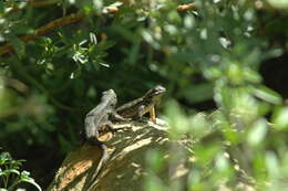 Image of Duges' Spiny Lizard