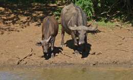 Image of African Buffaloes