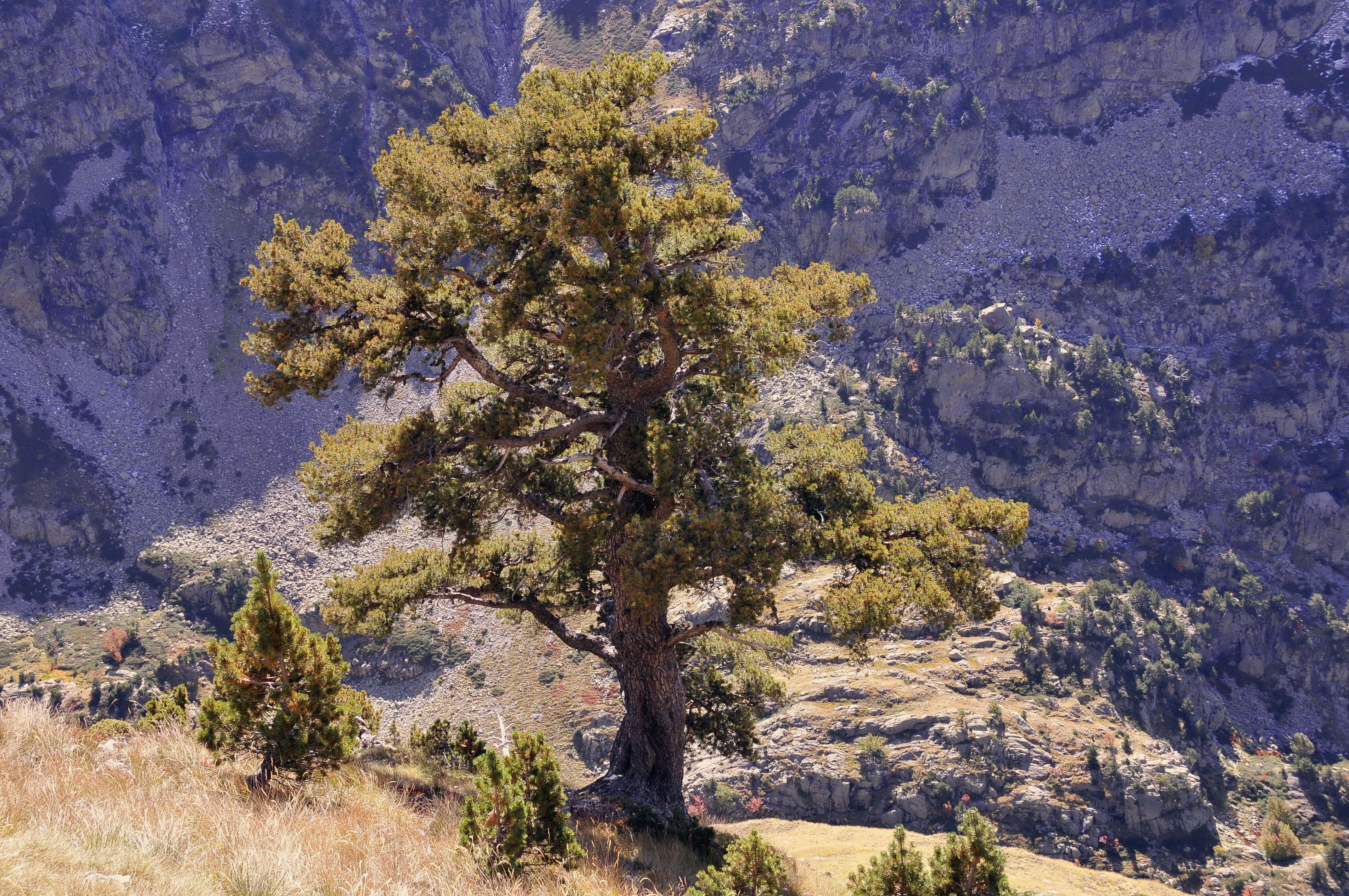 Image of Mountain Pine