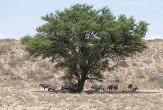 Image of Gemsbok