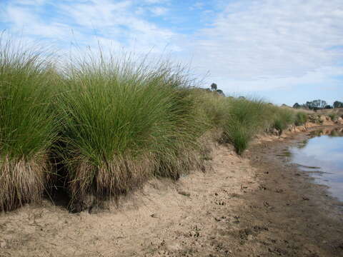 Image of Carex appressa R. Br.