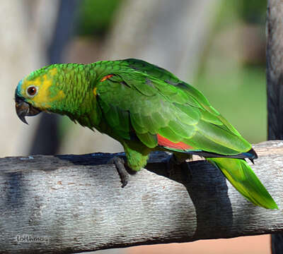 Image of Blue-fronted Amazon