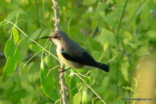 Image of Purple Sunbird