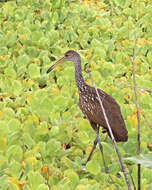 Image of limpkins