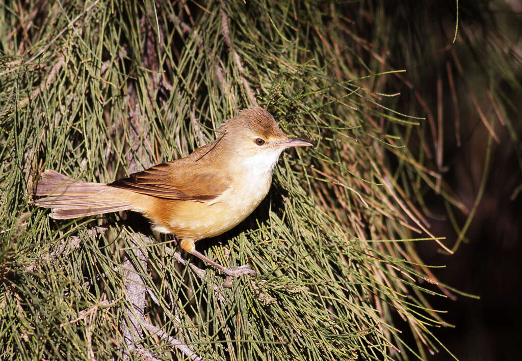 Image of Australian Reed Warbler