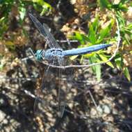 Image of Blue Dasher