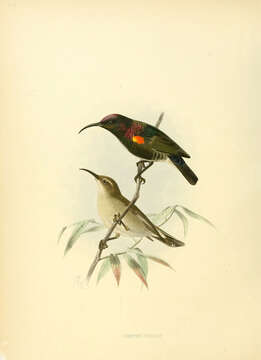 Image of Dusky Sunbird