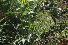 Image of willow baccharis