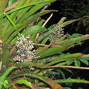 Image of Aechmea angustifolia Poepp. & Endl.