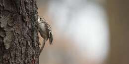 Image of American Tree-Creeper