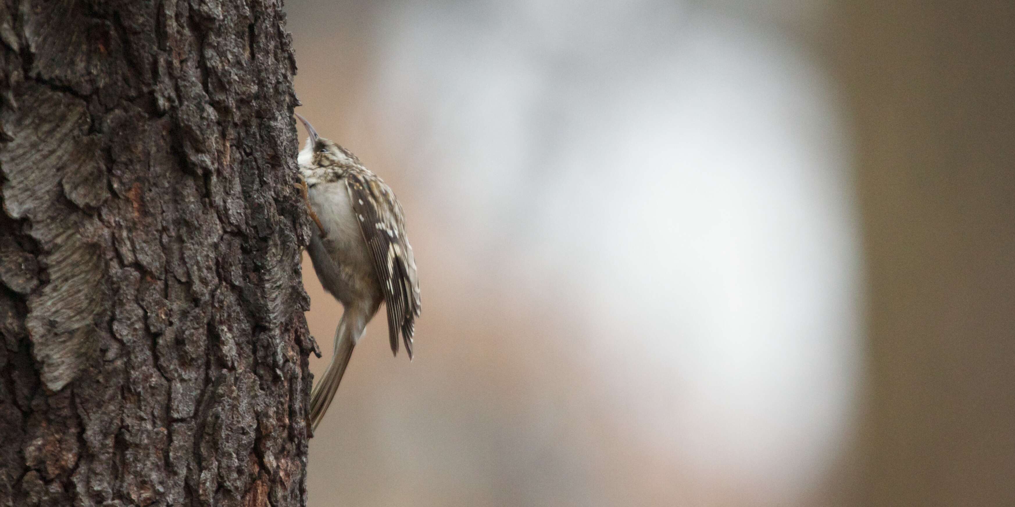 Image of treecreepers