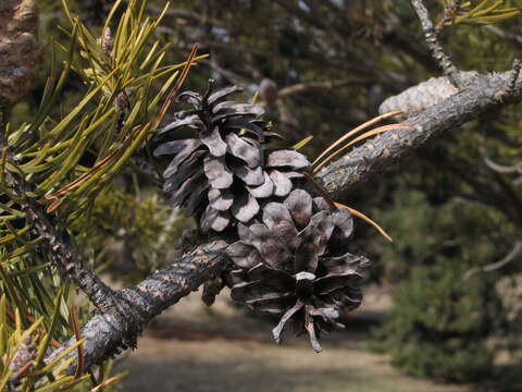 Image of jack pine