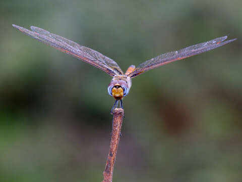 Image of Saddlebags gliders