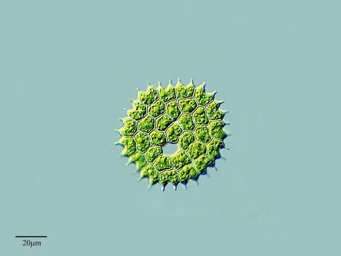 صورة Pseudopediastrum