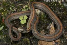 Image of Red-bellied Snake