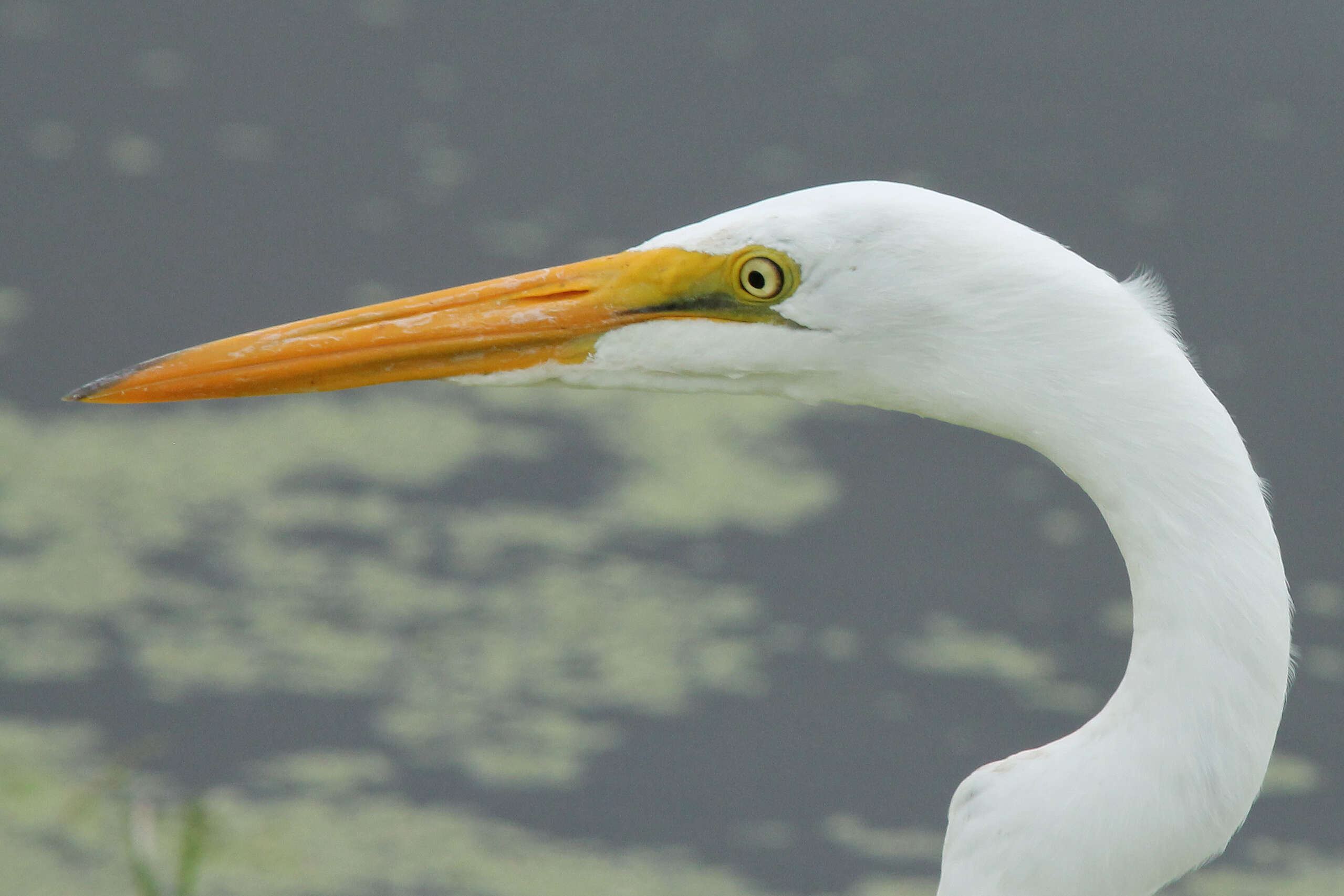 Image of Ardea Linnaeus 1758