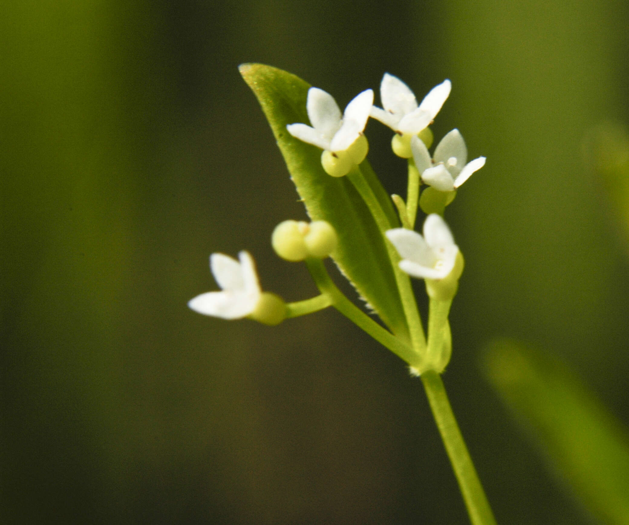 Image of Wild madder