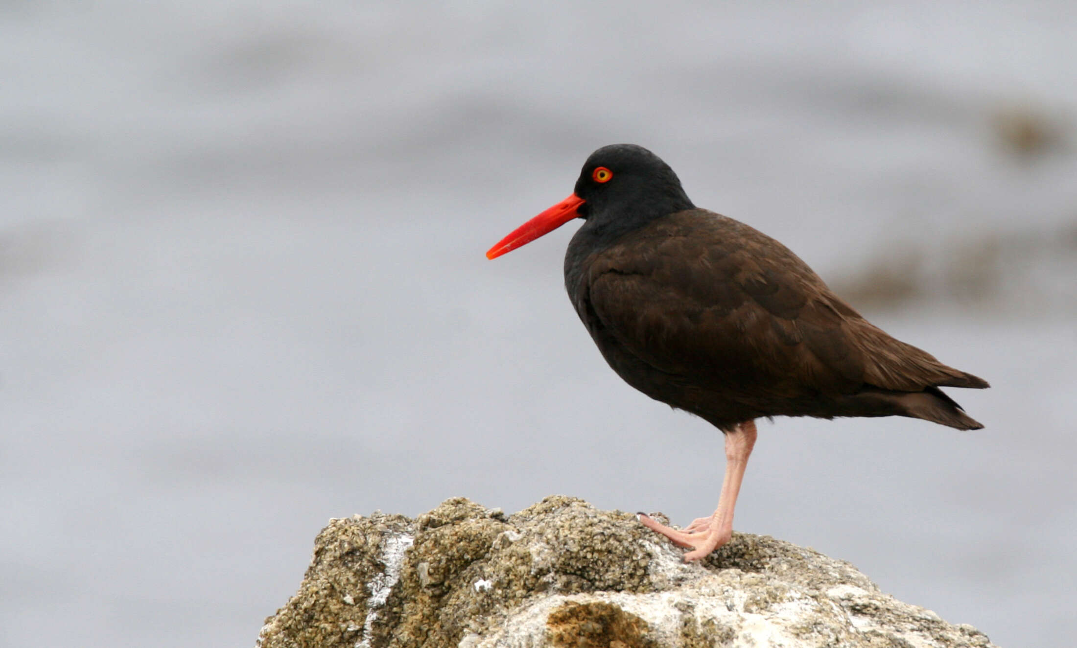 Image of oystercatchers