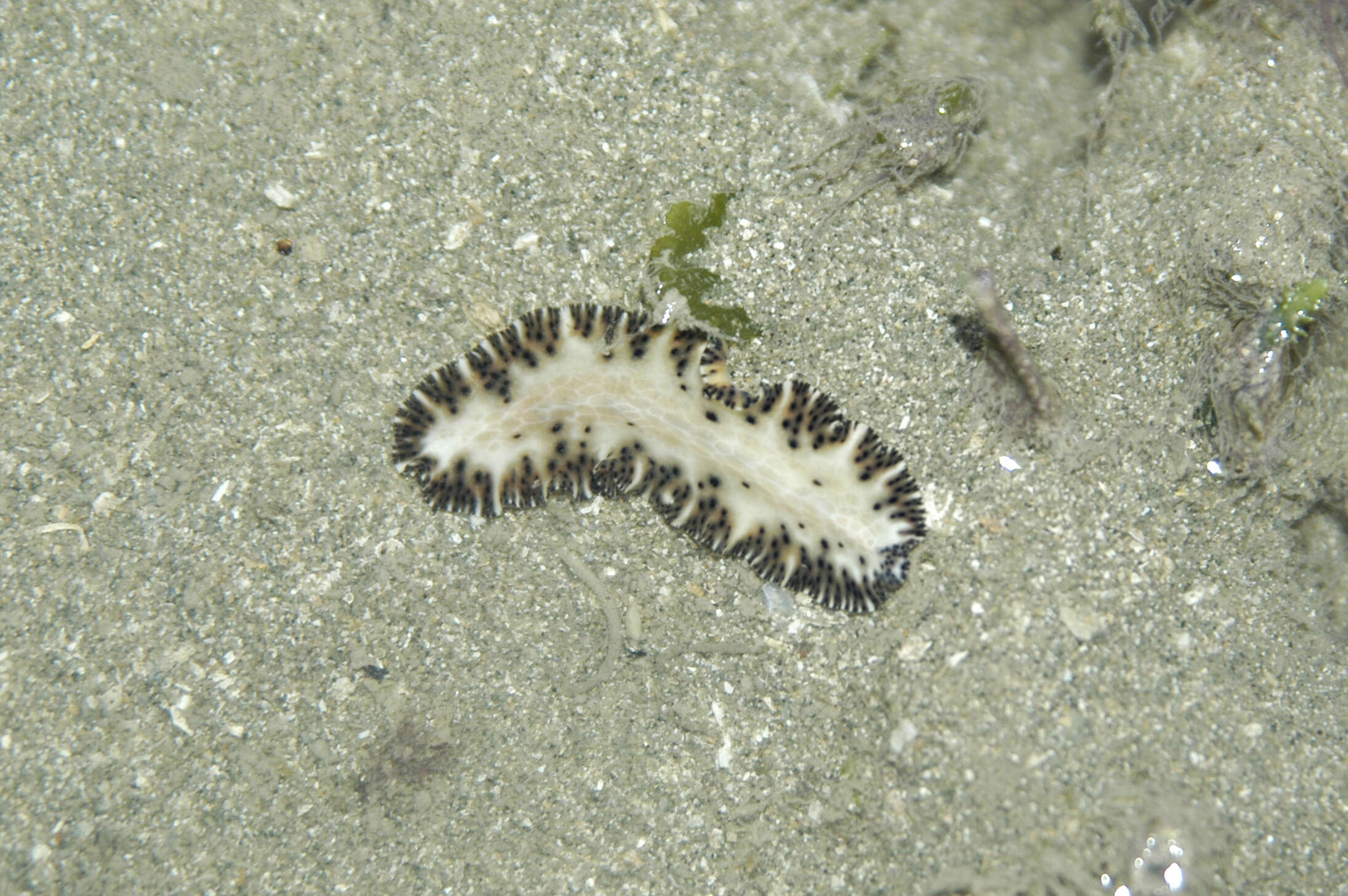 Слика од Maritigrella fuscopunctata (Prudhoe 1978)