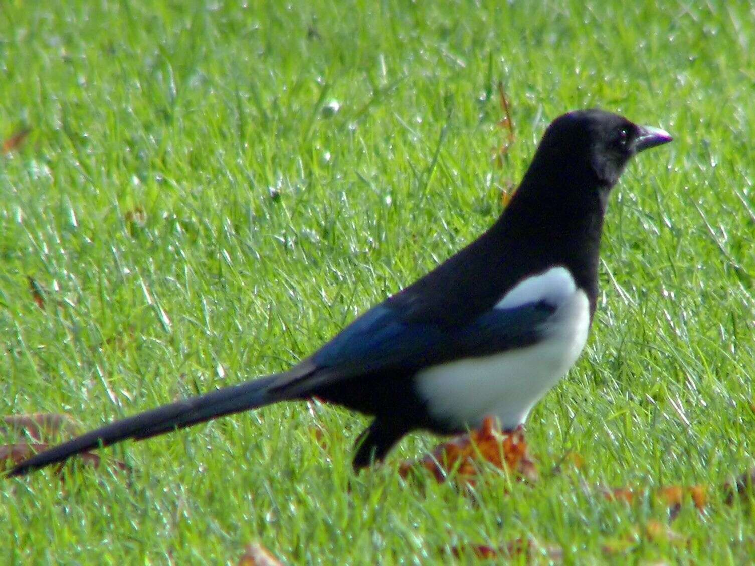 Image of magpie