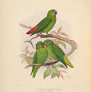 Image of Orange-fronted Hanging Parrot