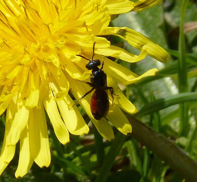 Sphecodes monilicornis (Kirby 1802)的圖片