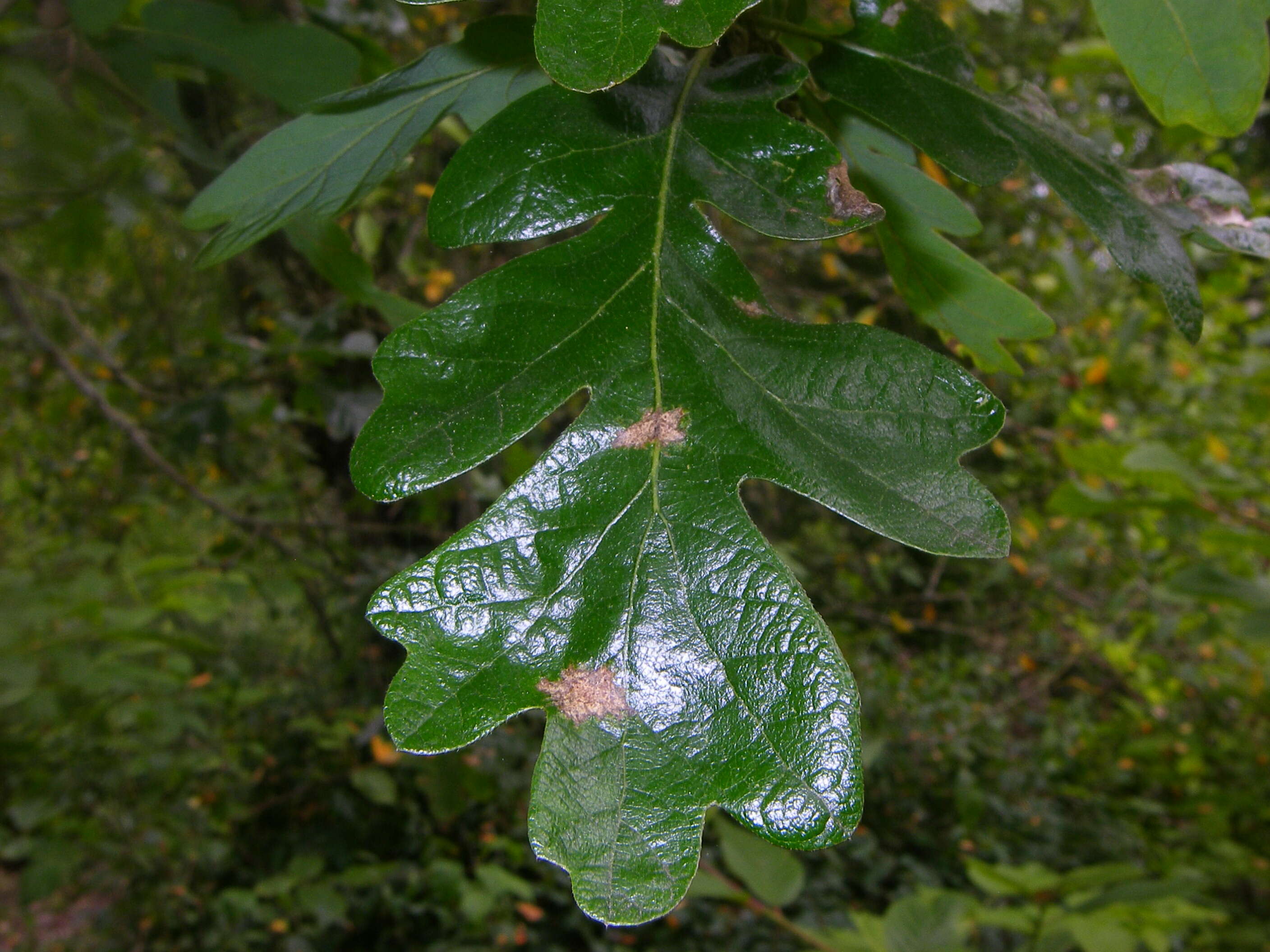 صورة Quercus garryana Douglas ex Hook.