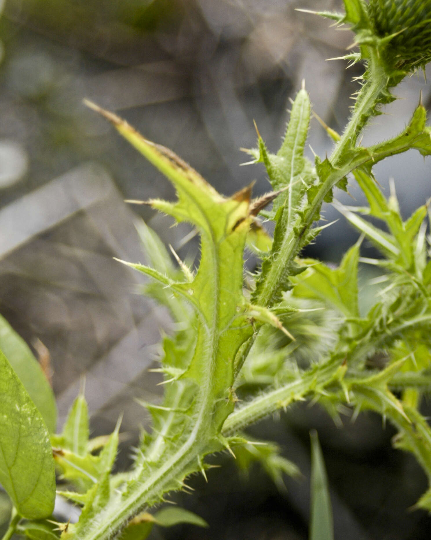 Image of Spear Thistle