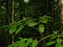 Image of Miconia lateriflora Cogn.