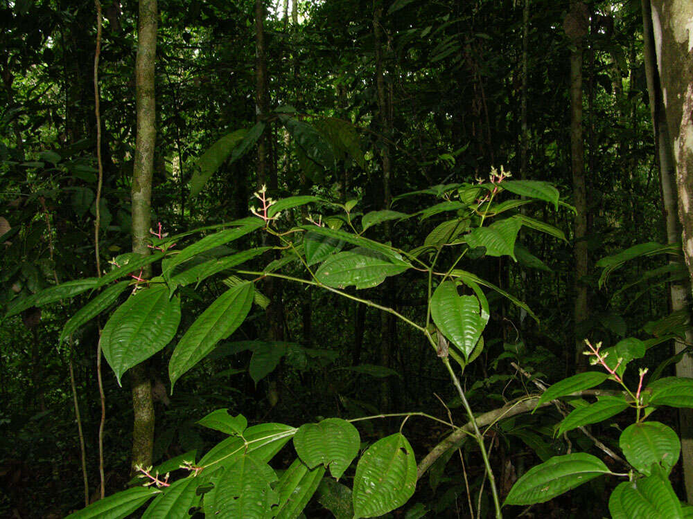 Image of Miconia lateriflora Cogn.