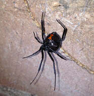 Image of Western Black Widow spider