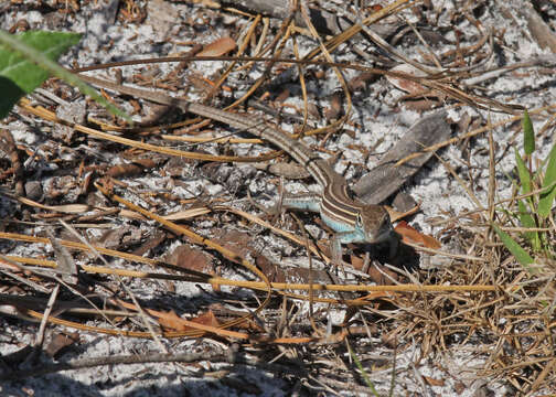 Image of Six-lined Racerunner