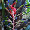 Image of Billbergia saundersiana R. Hogg