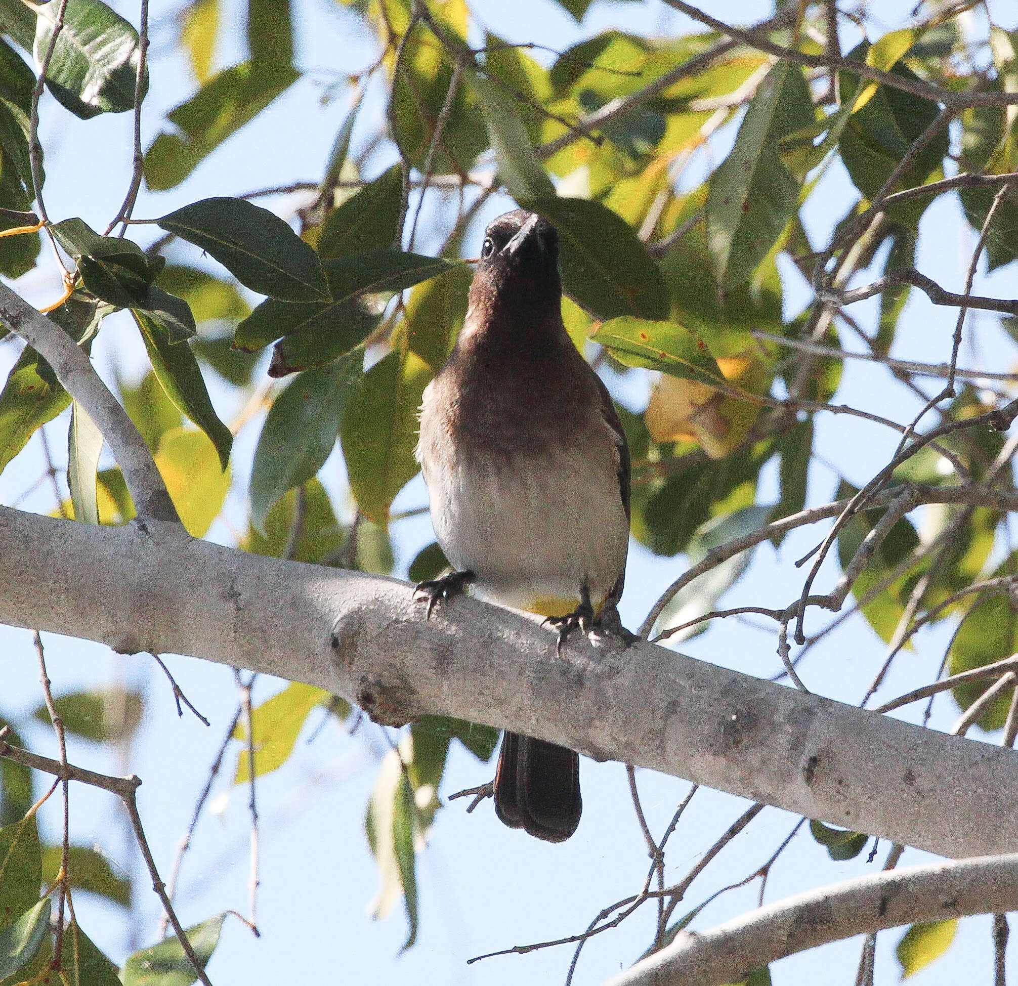 Image of Dark-capped Bulbul