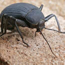 Image of Tree Darkling Beetles