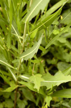 Image of prickly lettuce