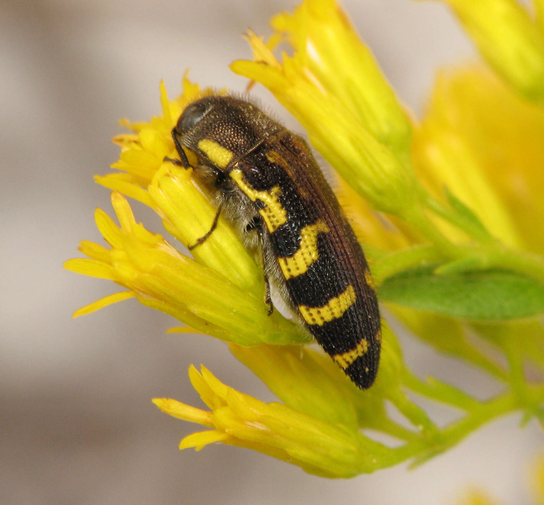 Image of Acmaeodera pulchella (Herbst 1801)