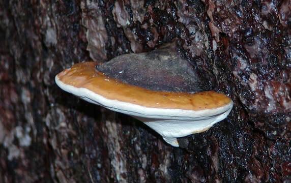 Image of Red-banded bracket