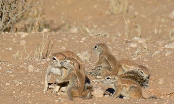 Слика од Xerus subgen. Geosciurus Smith 1834