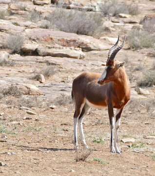 Image of Blesbok