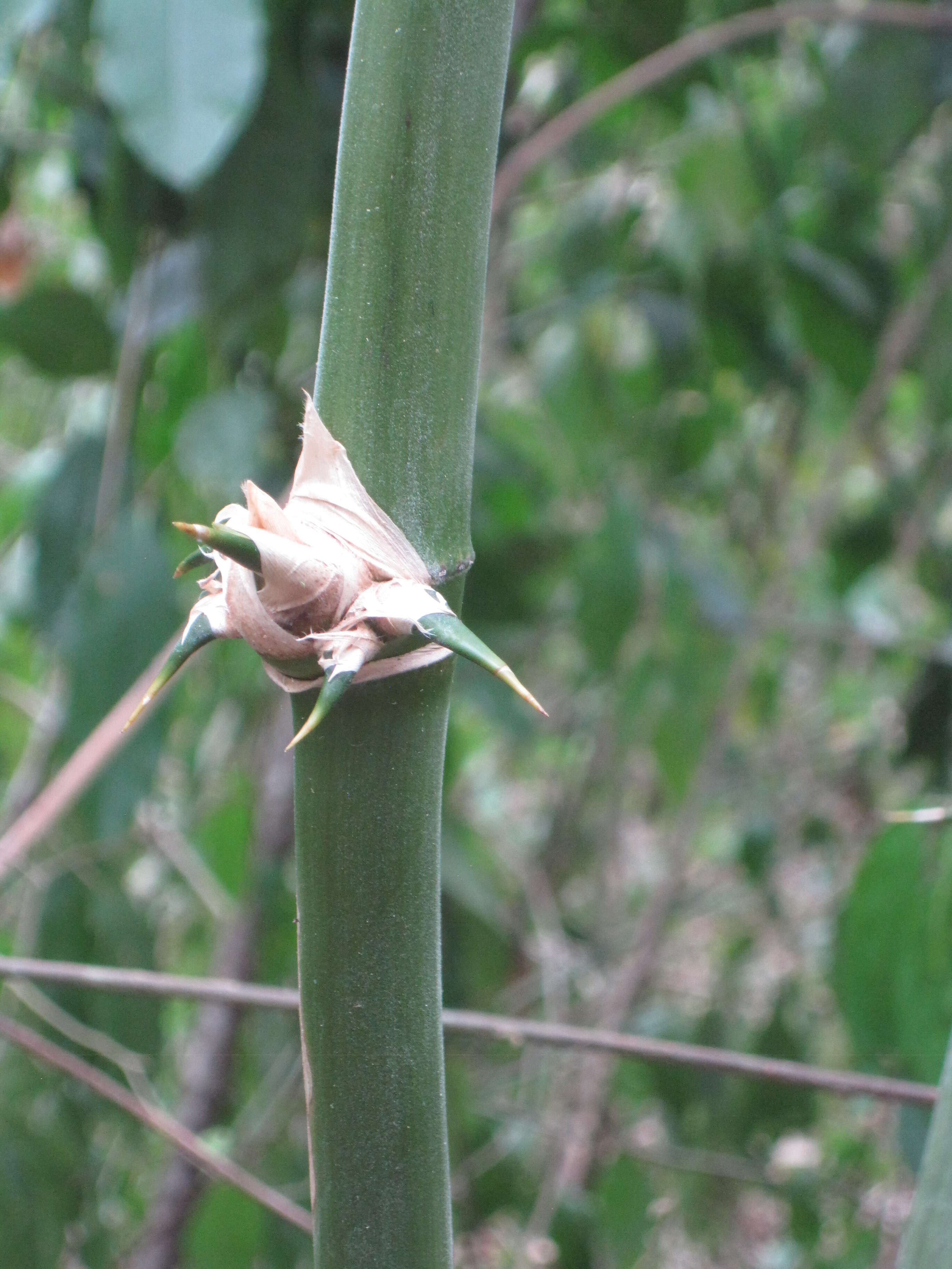 Bambusa bambos (L.) Voss resmi