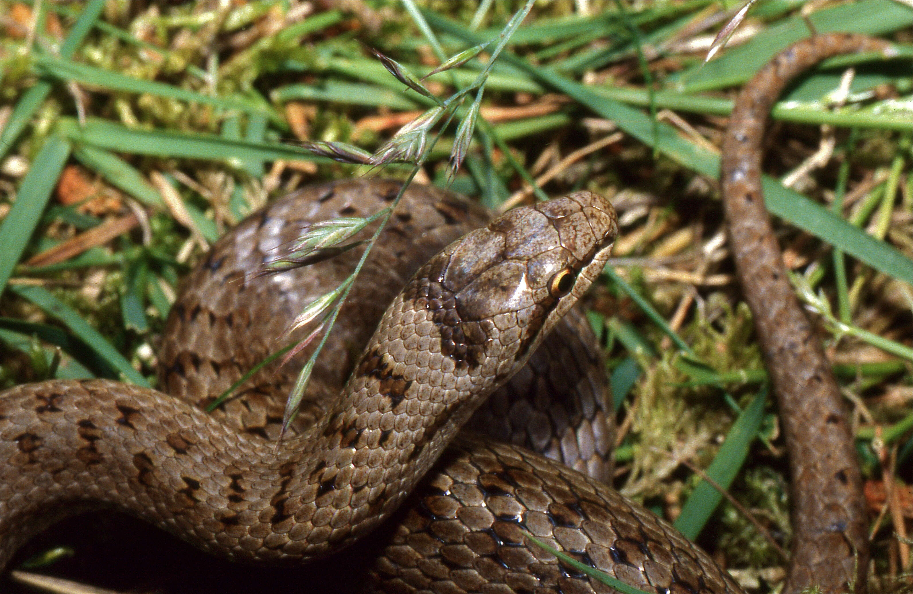 Image of Smooth Snakes