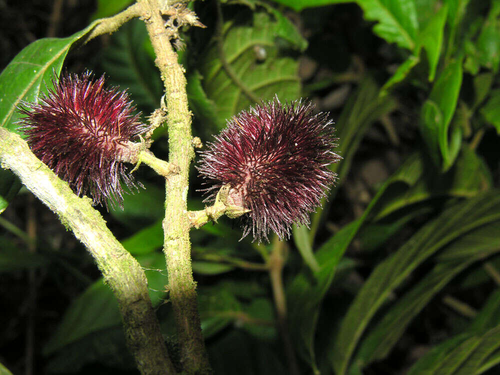 Sloanea rugosa D. A. Smith resmi