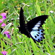 Image of Blue Mormon