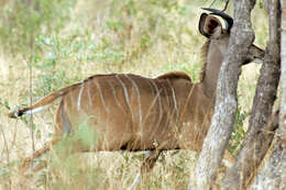 Image of Spiral-horned Antelope