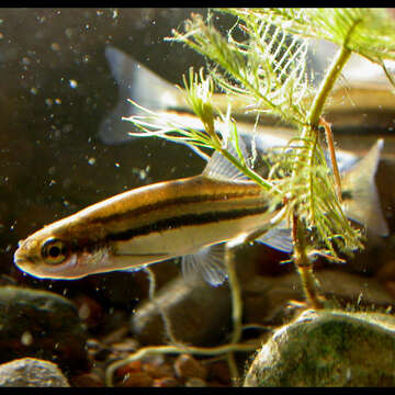 Image of Northern Redbelly Dace