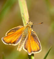 Image of essex skipper