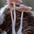 Image of Mycena seynii Quél. 1877