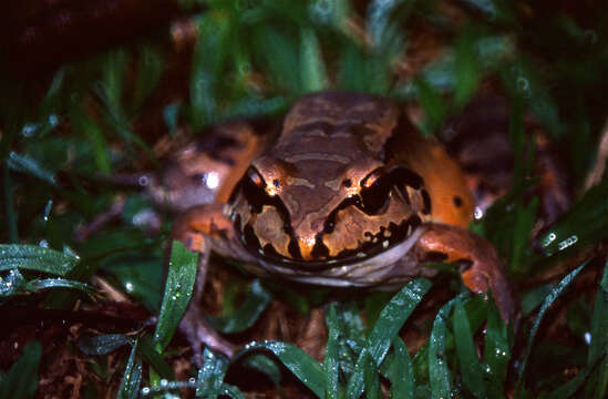 Image of Neotropical Grass Frogs