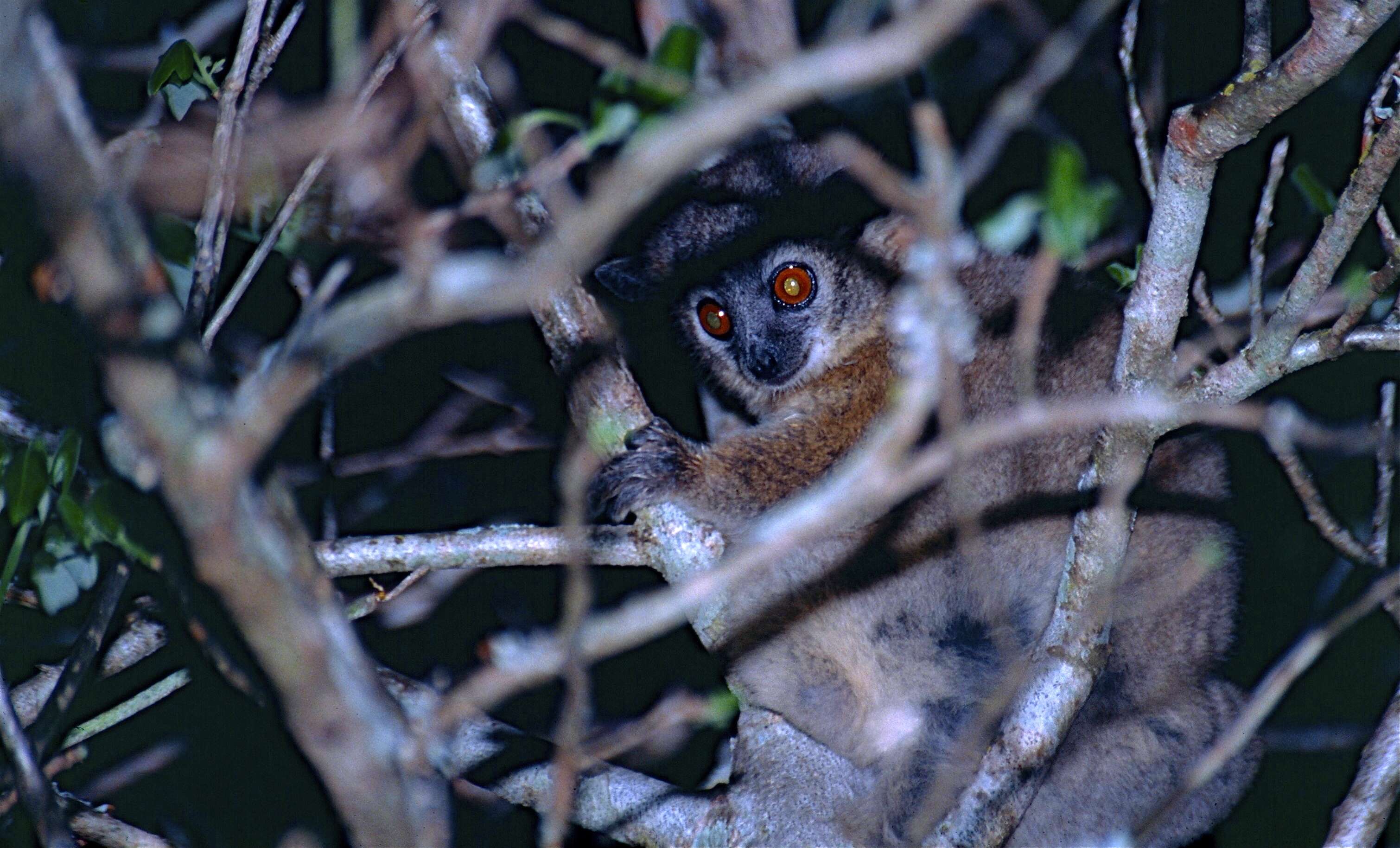 Image of sportive lemurs